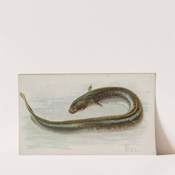 Eel (1889) by Allen & Ginter