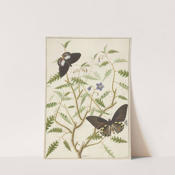 Een bloesemende struik met twee uitheemse vlinders by Hermanus de Wit