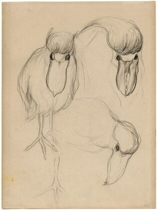 Een dodo