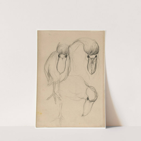 Een dodo by Theo van Hoytema