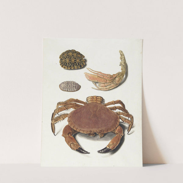 Een krab, een schaar van een krab en twee schilden van schildpadden by Johann Gustav Hoch