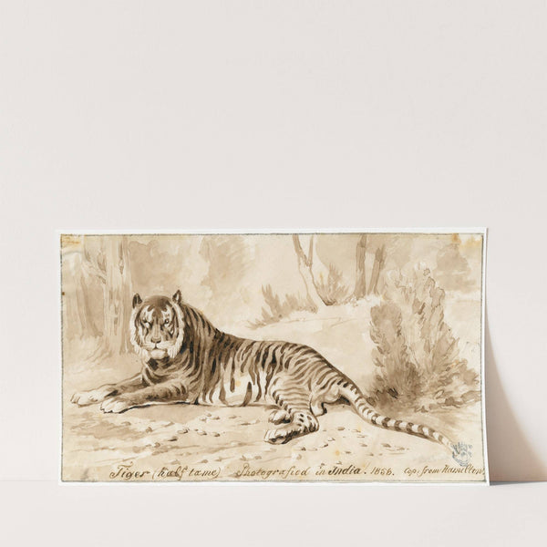 Een liggende tijger (1858) by Pieter van Loon