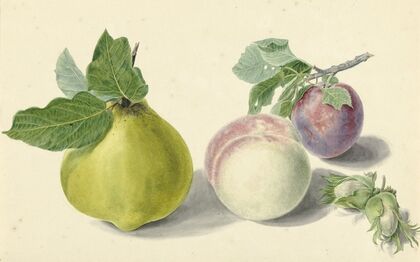 Een peer, perzik, pruim en noten, after Michiel van Huysum — size preview