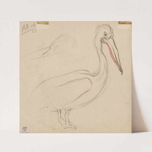 Een pelikaan by Theo van Hoytema