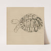 Een schildpad by Theo van Hoytema