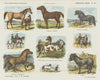 Eenhoevige dieren (1875-1919)