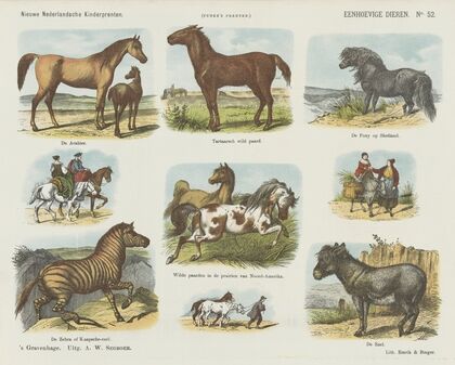 Eenhoevige dieren (1875-1919)