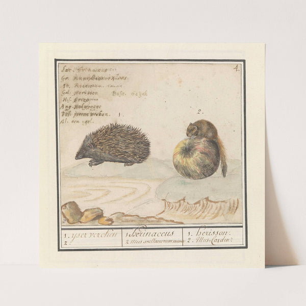 Egel (Erinaceus europaeus) en een hazelmuis (Muscardinus avellanarius) 1. yser vercken 2. (1596-1610) by Anselmus Boëtius de Boodt