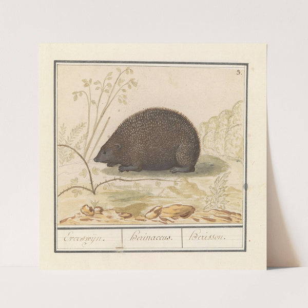 Egel (Erinaceus europaeus) Everswijn. Herinaceus. Herisson. (1596-1610) by Anselmus Boëtius de Boodt