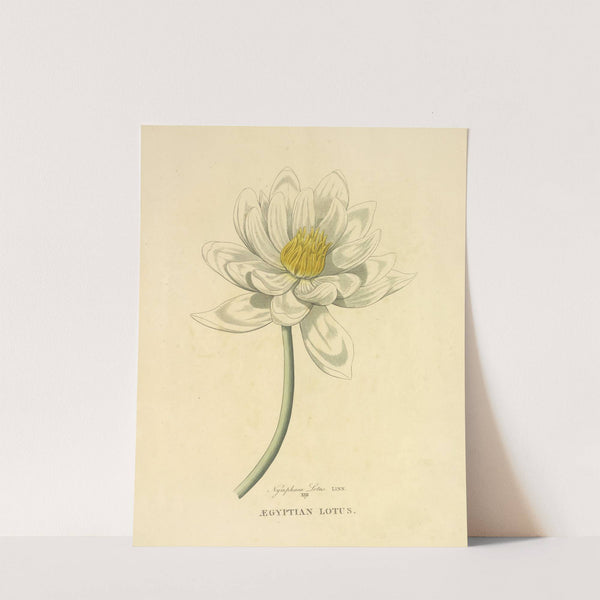 Egyptian Lotus (1813) by Richard Duppa