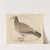 Egyptian Vulture (ca. 1736) by Charles Collins