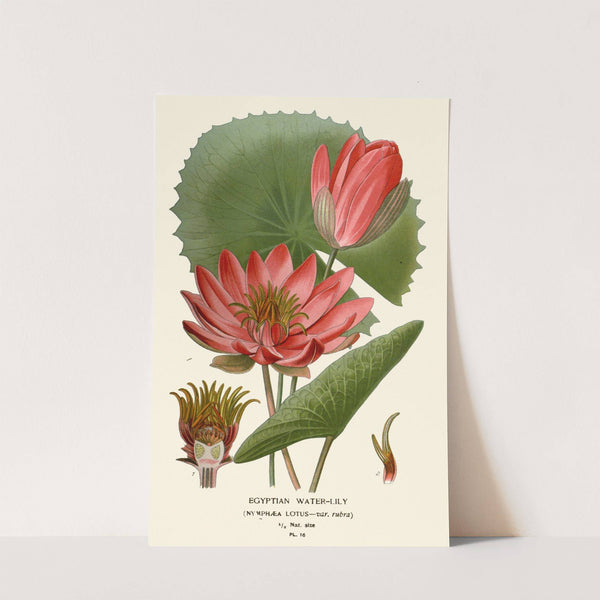 Egyptian Water-Lily (1896-1897) by Edward Step