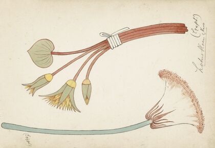 Egyptisch ornament met lotusbloem en -knop