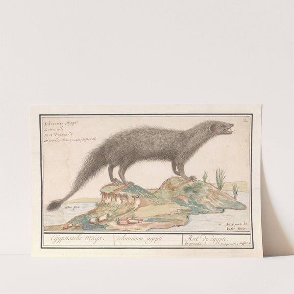 Egyptische ichneumon (Herpestes ichneumon) (1596-1610) by Anselmus Boëtius de Boodt