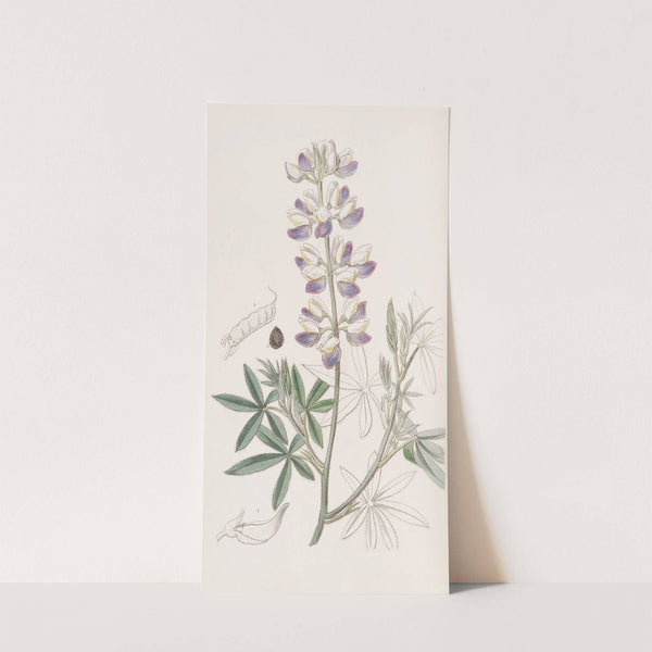 Ehrenberg's Lupin by Sydenham Edwards