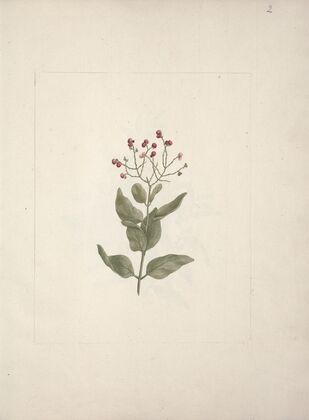 Ehretia cymosa Thonning