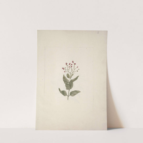 Ehretia cymosa Thonning by Luigi Balugani