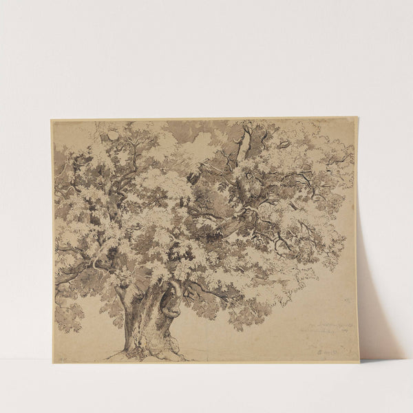 Eiche auf der Wilhelmshöhe bei Kassel by Johann Wilhelm Schirmer