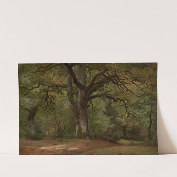 Eichenwald im Solling (1840-1850) by Johann Wilhelm Schirmer