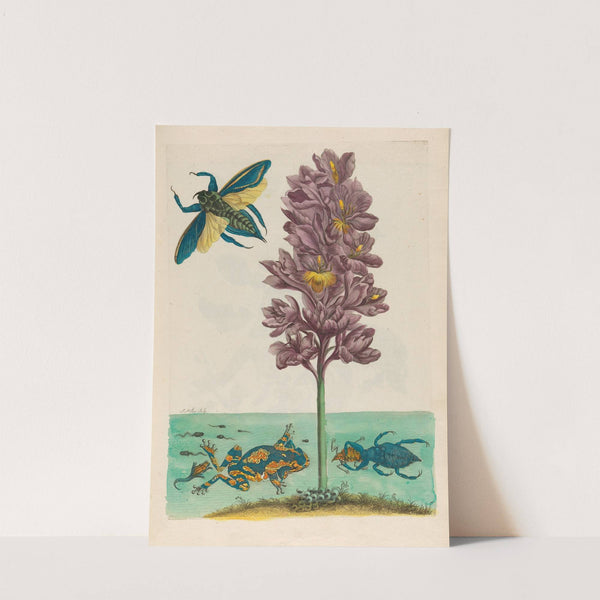 Eichhornia crassipes (1719) by Maria Sibylla Merian