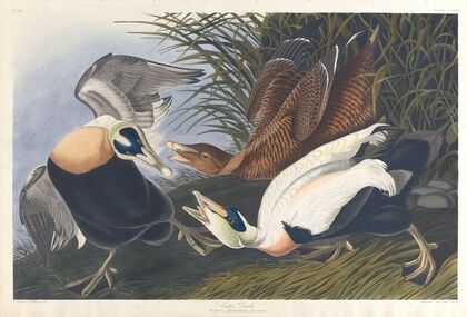 Eider duck