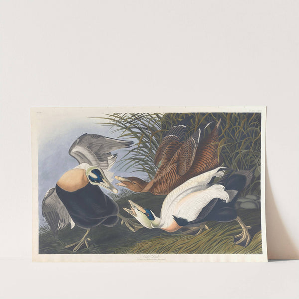 Eider duck by John James Audubon