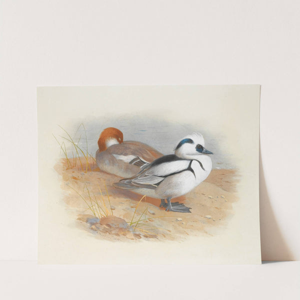 Eider Duck by Archibald Thorburn