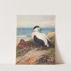 Eider Duck (1913) by Archibald Thorburn