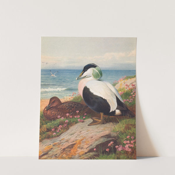 Eider Duck (1913) by Archibald Thorburn
