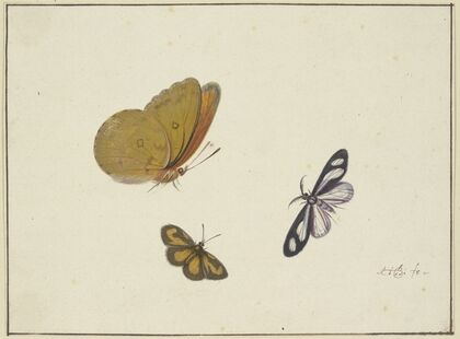Ein gelber, ein schwarz-gelber und ein schwarz-weißer Schmetterling
