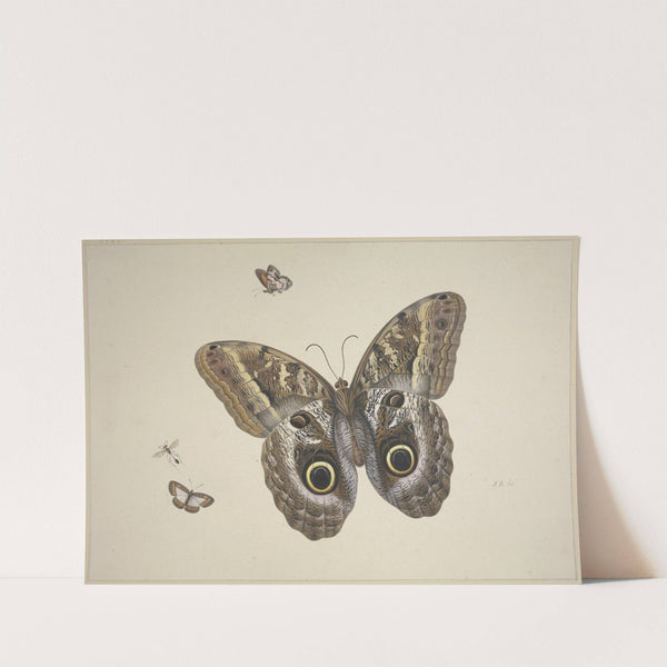 Ein großer brauner Schmetterling, zwei kleine und ein Insekt by Herman Henstenburgh