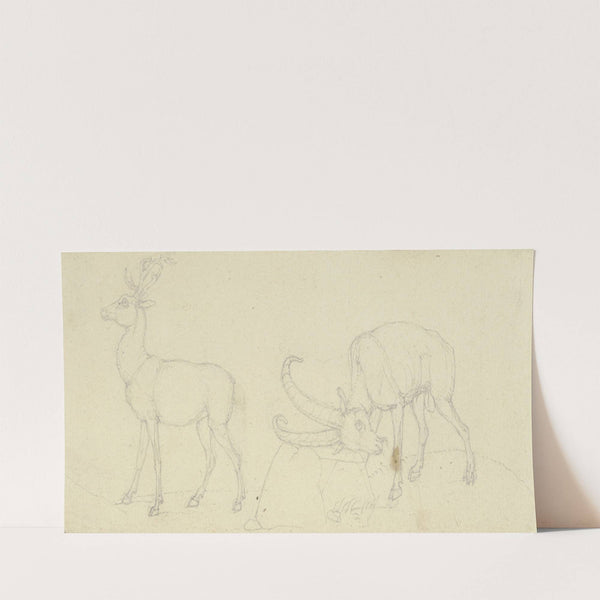 Ein Hirsch und ein Steinbock, der sich reibt by Franz Pforr