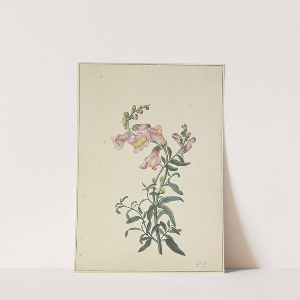 Ein Löwenmaul by Pieter Withoos