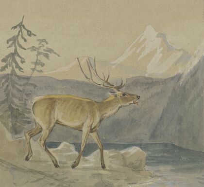 Ein verwundeter Hirsch sucht Labung an einem Gebirgssee