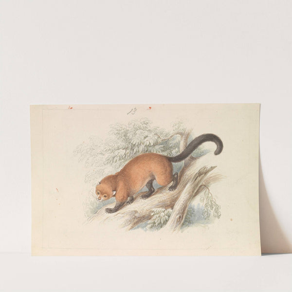 Eira Ferruginea – Gulo Castaneus Griffith’s Cuvier (1837) by Charles Hamilton Smith