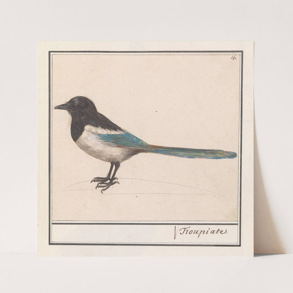 Ekster (Pica pica) (1596-1610) by Anselmus Boëtius de Boodt