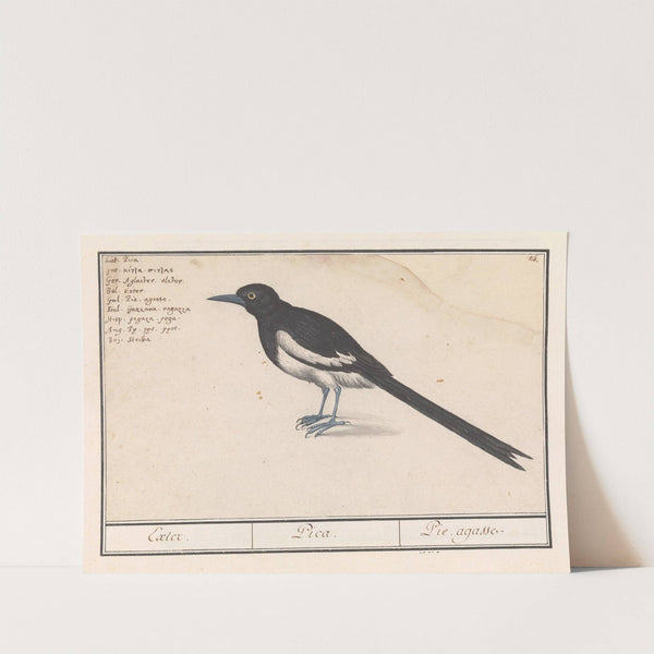Ekster (Pica pica). (1596-1610) by Anselmus Boëtius de Boodt