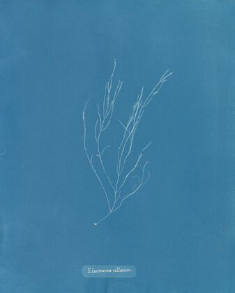 Elaionema villosum