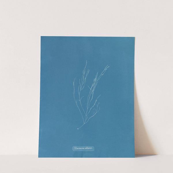 Elaionema villosum by Anna Atkins