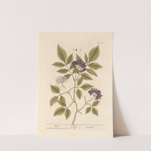 Elder by Elizabeth Blackwell