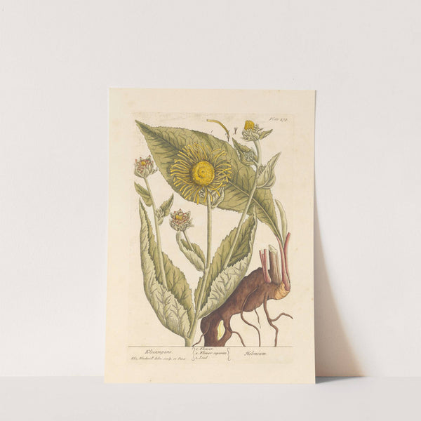 Elecampane by Elizabeth Blackwell