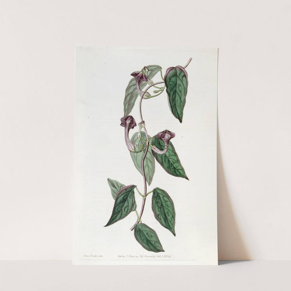 Elegant Ceropegia by Sydenham Edwards