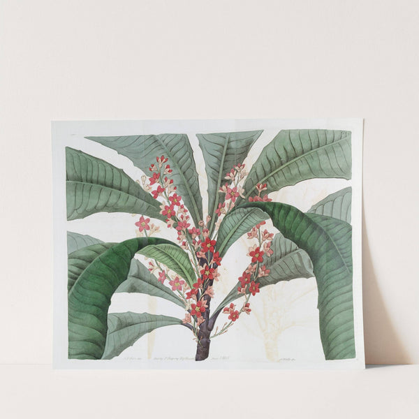 Elegant Clavija by Sydenham Edwards