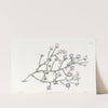 Elegant Clintonia by Sydenham Edwards
