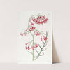 Elegant Ipomopsis by Sydenham Edwards