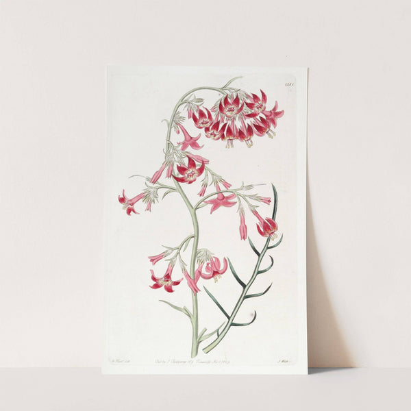 Elegant Ipomopsis by Sydenham Edwards