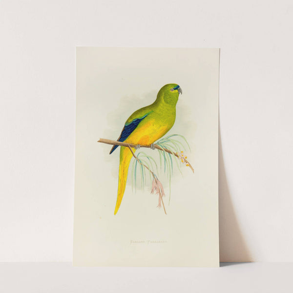 Elegant Parrakeet (1884-1887) by Alexander Francis Lydon