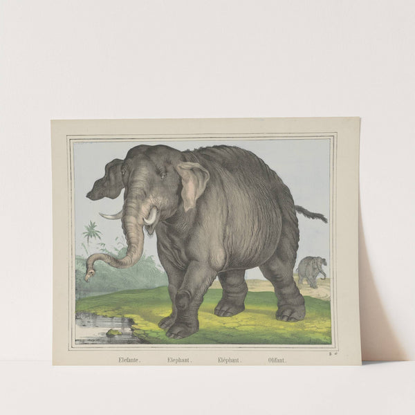 Elephant (1829-1880) by Joseph Scholz