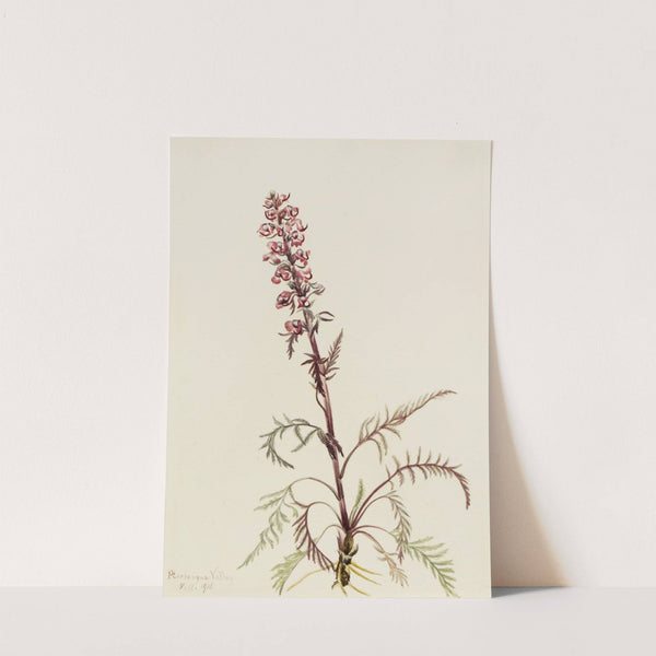 Elephanthead (Pedicularis groenlandica) (1916) by Mary Vaux Walcott
