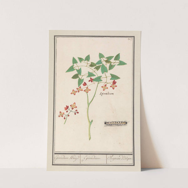 Elfenbloem (Epimedium alpinum) Epimedium Kruyd Epimedium. Chapeau d’Evêque (1596-1610) by Anselmus Boëtius de Boodt